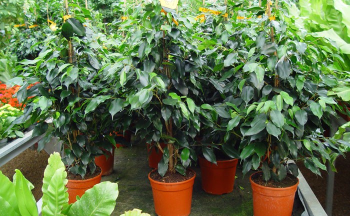 Ficus benjamina | Revista de Flores, Plantas, Jardinería, Paisajismo y  Medio ambiente