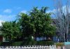 Ficus benjamina en el jardín