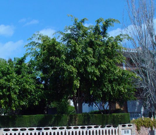 Ficus benjamina en el jardín