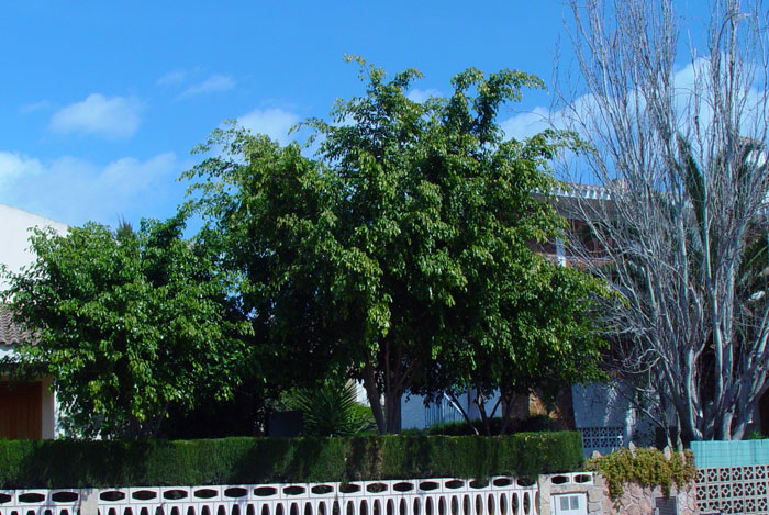 Ficus benjamina en el jardín