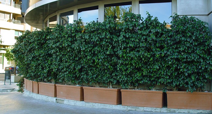 Ficus benjamina en la ciudad