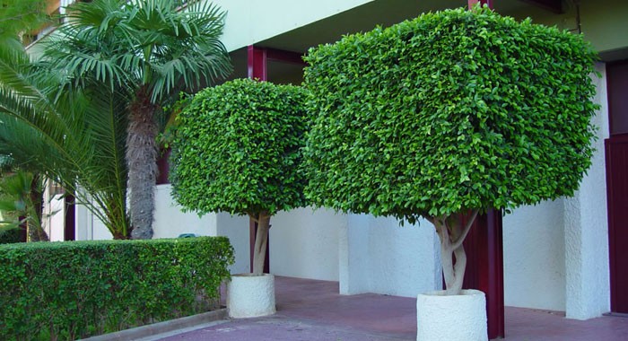 Ficus benjamina podados