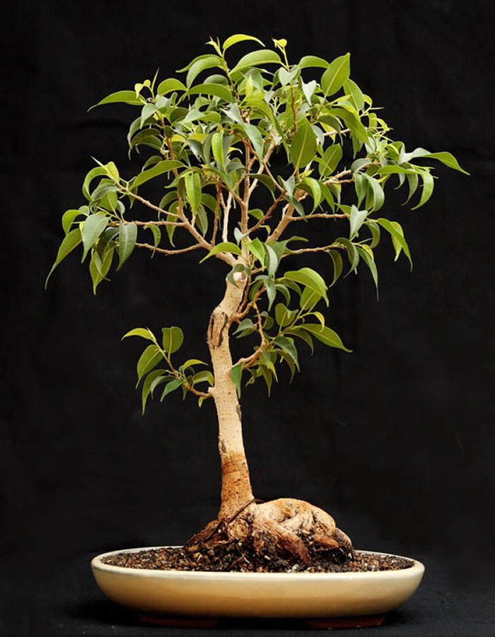 ficus bonsái