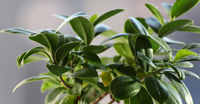 Ficus de interior