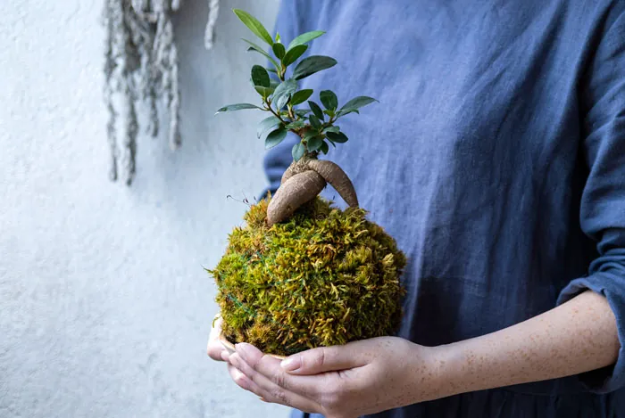 Ficus en kokedama