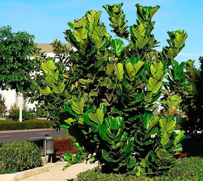 El Ficus lyrata en el jardín