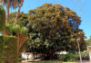 Ficus macrophylla monumental