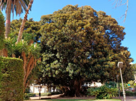 Ficus macrophylla monumental