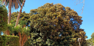 Ficus macrophylla monumental