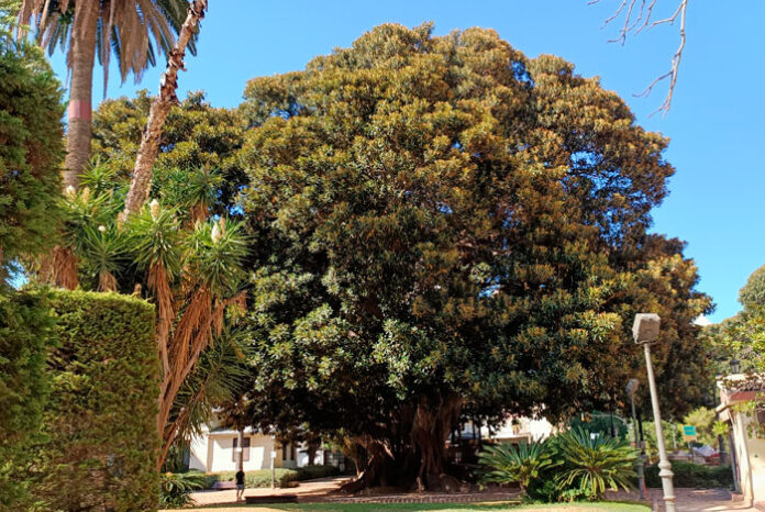 Ficus macrophylla monumental