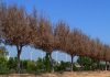 Daños en el Ficus por frío