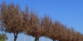 Daños en el Ficus por frío
