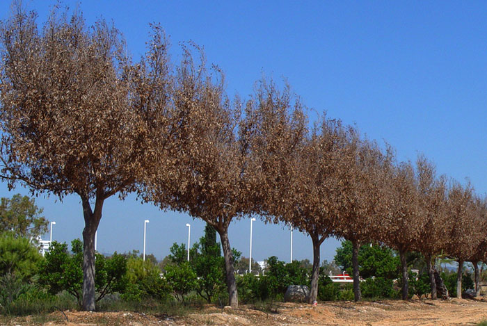 Daños en el Ficus por frío