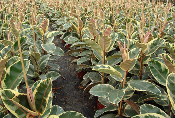Plantas de Ficus robusta