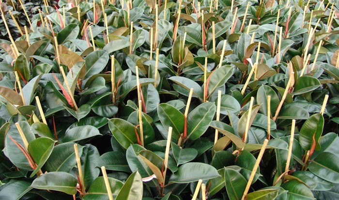 Ficus robusta con tutor