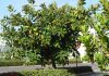 Ficus robusta y Ficus lirata