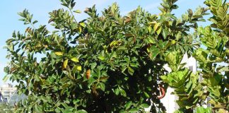 Ficus robusta y Ficus lirata