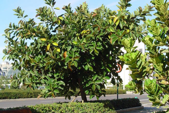 Ficus robusta y Ficus lirata