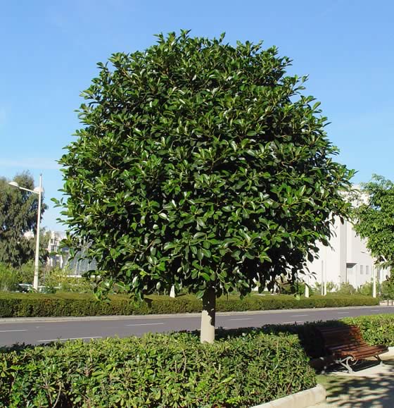 Ficus rubiginosa