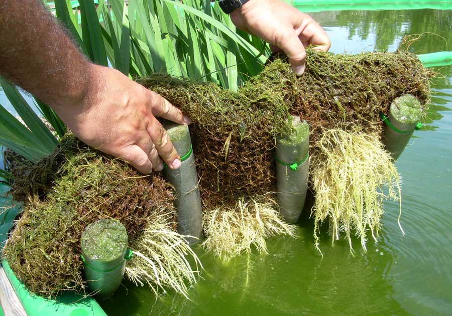 fitodepuración con plantas macrófitas