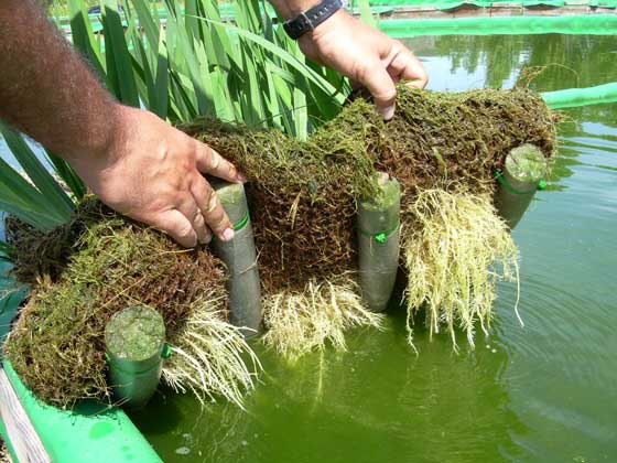 Fitodepuración de aguas residuales