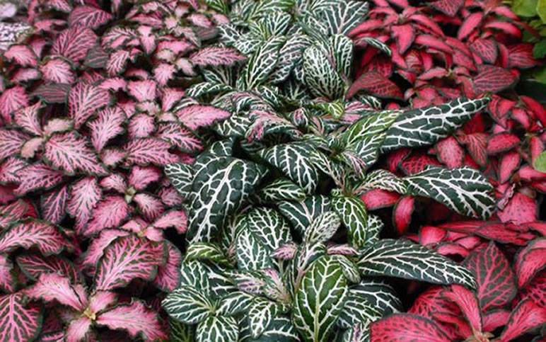 fittonia verschaffeltii