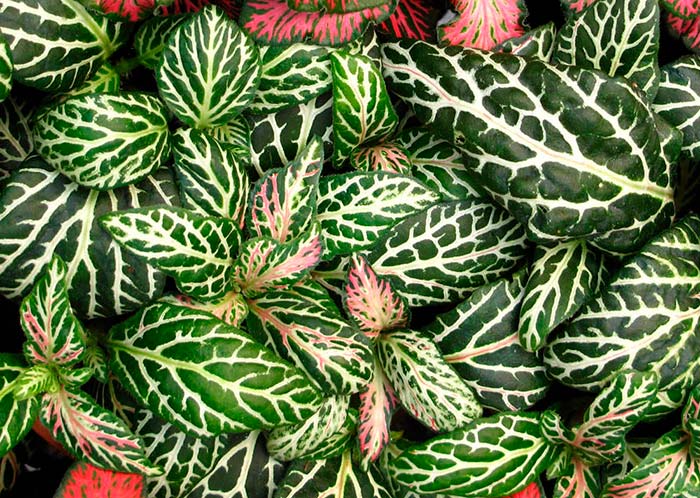 Plantas que se hacen las enfermas por variegación