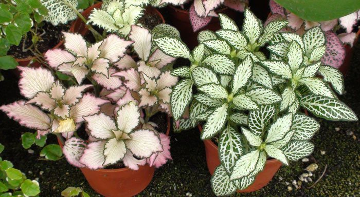 Fittonia verschaffeltii