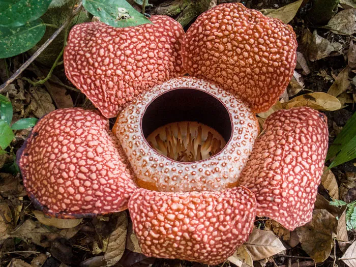 Flor abierta de Rafflesia arnoldii