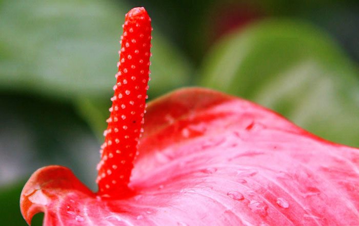 Flores de Anthurium andreanum