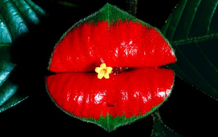 flor del beso