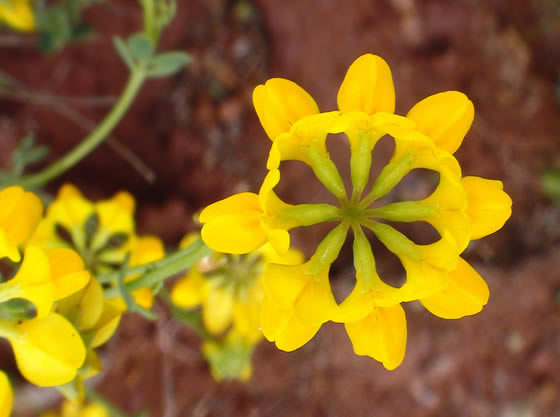 Flores de Hippocrepis valentina