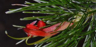 Flor de Adenanthos sericeus