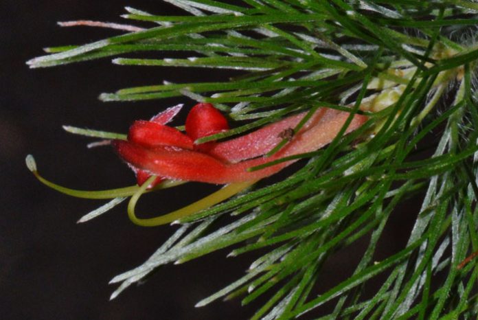 Flor de Adenanthos sericeus