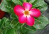 Flor de Adenium obesum
