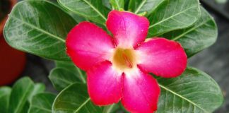 Flor de Adenium obesum
