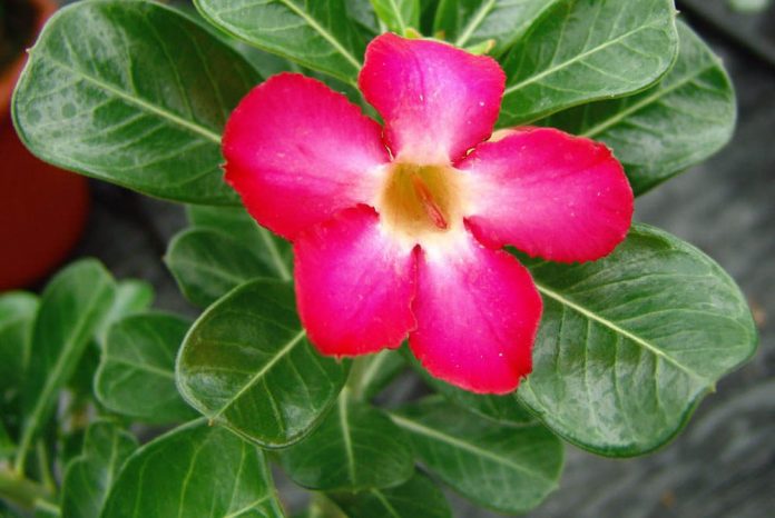 Flor de Adenium obesum