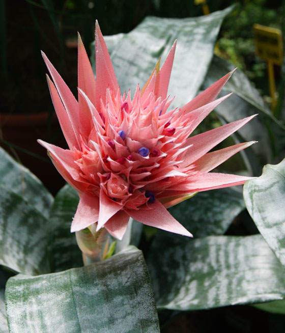 Flor de Aechmea fasciata