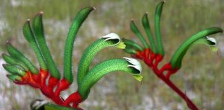 Flor de Anigozanthos flavidus