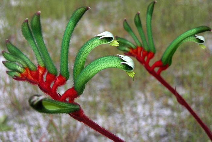 Flor de Anigozanthos flavidus