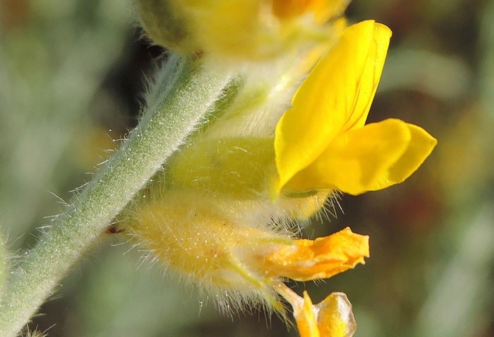 Flor de Anthyllis cytisoides