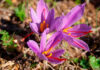Flores de azafrán