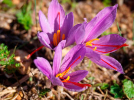 Flores de azafrán