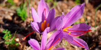 Flores de azafrán