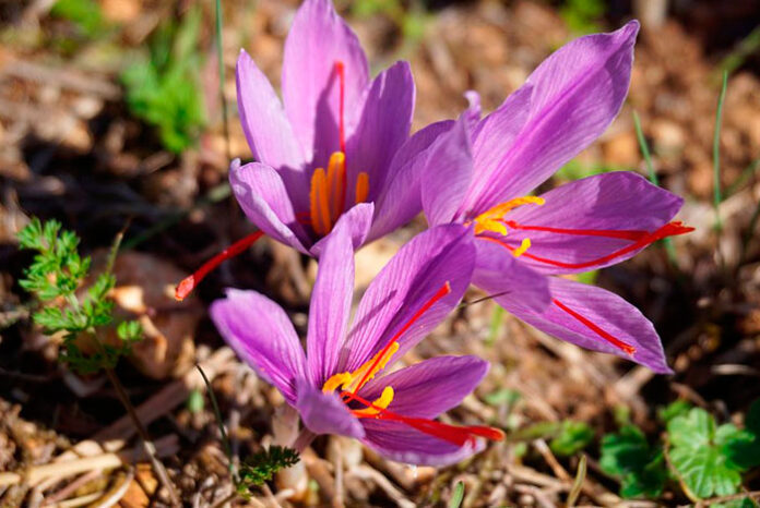 Flores de azafrán