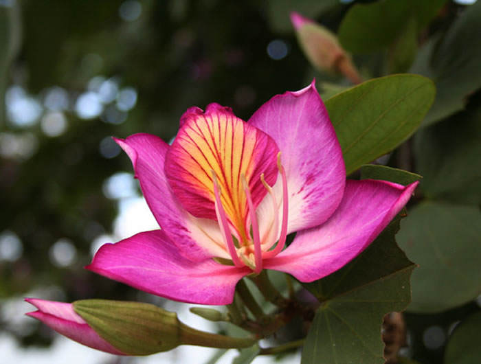 Flor de bauhinia purpurea