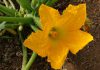 Flor de calabacín