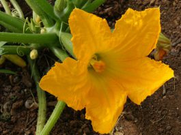 Flor de calabacín