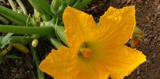 Flor de calabacín