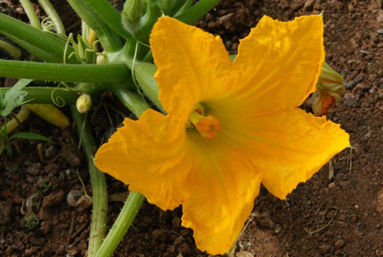 Flor de calabacín